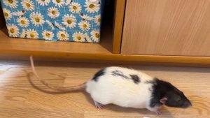 Творческие крысы Татоша и Емеля