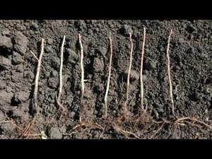 посадка ремонтантной малины осенью как правильно когда сажать в грунт