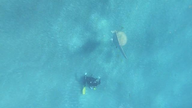 Дюгонь в Марса эль Алам - апрель 2021 смотреть онлайн