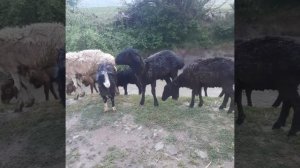 молбозори шахри вахдат панщанбе