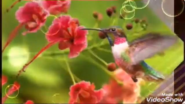 Самые красивые птицы★★ смотреть онлайн