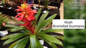 BROMELIA PART 17 | GUZMANIA #7 (Bromeliad) VARIETIES | Plant id | Tanaman Hias | Nanas-nanasan