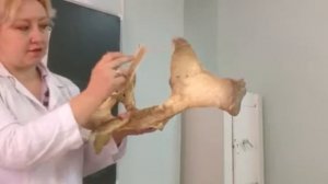 Таз животных. Морфология