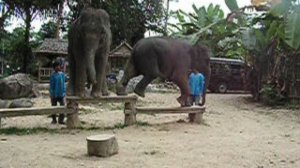 слоновья грация