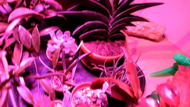 Niello 600W CREE COB LED Plant Grow Light - REVIEW