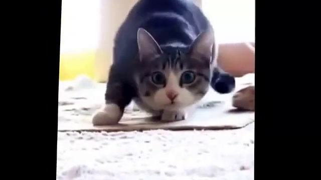 Кот танцует под Wiggle смотреть онлайн