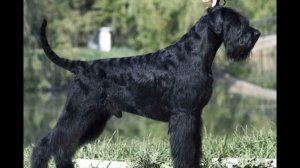 САМЫЕ ЛУЧШИЕ СОБАКИ ДЛЯ ОХРАНЫ