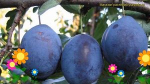 Слива Стенлей. Краткий обзор, описание характеристик, где купить саженцы prunus sp. Stenley