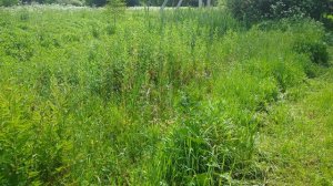 д. Коледино, Ступинский район