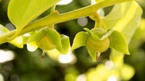 Как вырастить хурму из косточки в домашних условиях?