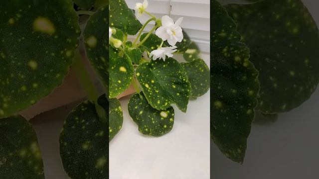 Фиалка ШН-Космическая Фея смотреть онлайн