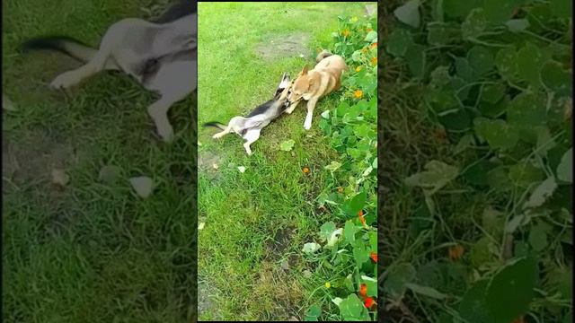 😄 Закадычные друзья! 🐶🐕