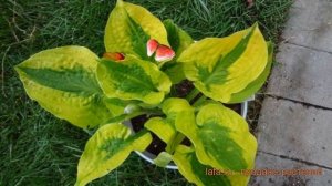 Хоста гибридная Глед Рэгс (hosta) ? хоста Глед Рэгс обзор: как сажать саженцы хосты Глед Рэгс