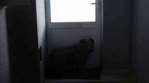 собака пытается выйти из комнаты dog tries to leave the room