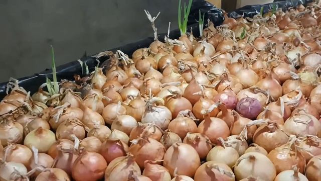 Лук на перо. Кол-во на 1м². смотреть онлайн