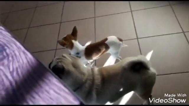 Как рычат мопсы смотреть онлайн