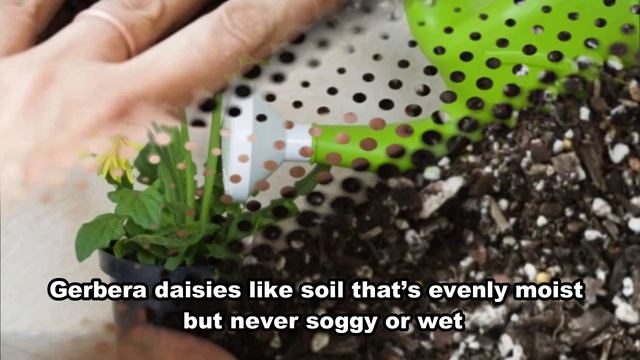 How To Grow and Care Potted Gerbera Daisies Indoors - Growing Houseplant смотреть онлайн