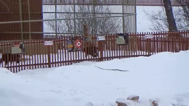 Обзор парка с вольера тигров🐯🐾 ПАРК ЗЕМЛЯ ПРАЙДА 🌿 смотреть онлайн