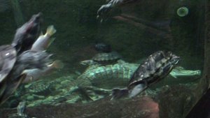 Минский зоопарк. Любовь у крокодилов (18+).