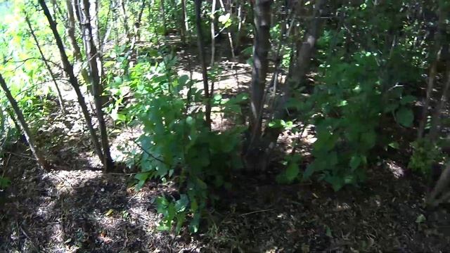 Прогулка по кустам с XP DEUS смотреть онлайн