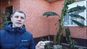 Готовим БАНАН к зиме