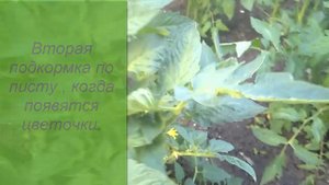 Вершинная гниль томатов Профилактика кальциевой селитрой от болезниVertex rot of tomatoes Preventio