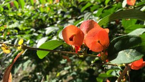 Holmskioldia Sanguinea Retz. | Flowering Lianas | ?? Panama |