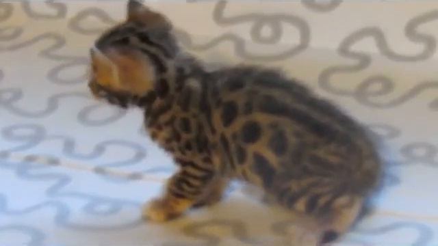 Бенгальский котик 2 смотреть онлайн