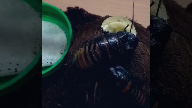 мадагаскарский шипящий таракан и баранчик:) смотреть онлайн