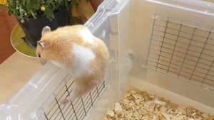 СЧИТАЕМ СКОЛЬКО РОДИЛОСЬ ХОМЯЧАТ / СИРИЙСКИЕ ХОМЯЧАТА ФАНТЫ / ХОМКИ / АЛИСА ИЗИ/ПЕТС Alisa Easy Pet