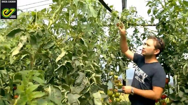 Томат Белфорт F1 - Enza Zaden. Опыт выращивания. Волгоград. смотреть онлайн