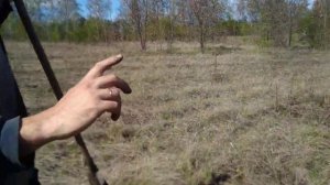 Семена медоносных растений.Всходы семян мордовника через год