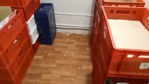 Дендробена | Разведение червя с нуля. Сколько нужно денег? Как минимизировать затраты?