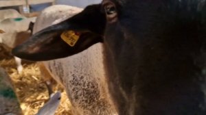 Суффолкская порода овец! Племенные овцы в России! Лучшая мясная порода овец! Овцеводство