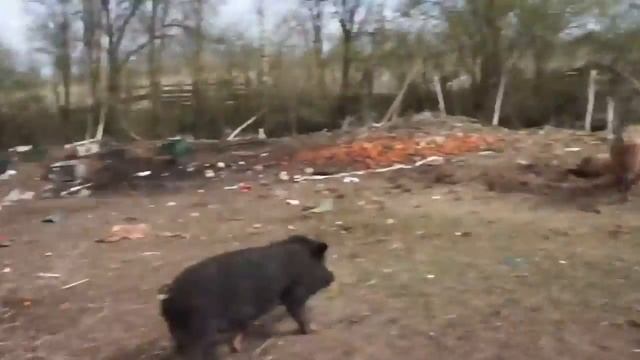 Применение 'Глубокой подстилки для свиней'   Подстилка в свинарнике