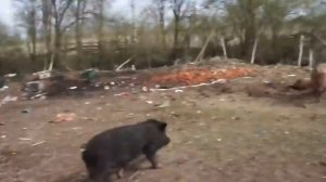 Применение 'Глубокой подстилки для свиней' Подстилка в свинарнике