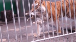 ШОК 18+ Тигр ест живого зайца