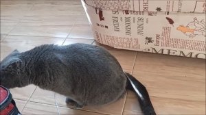 КАК ПОНЯТЬ, ЧТО КОШКА БУДЕТ РОЖАТЬ