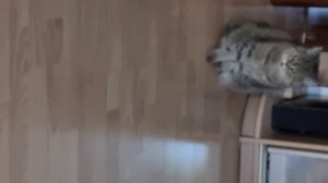 Дома я с кошкой Лизой. Она моя девочка)