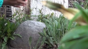 Как открыть консервную банку без ножа