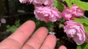 Восторги и страдания от луизеании