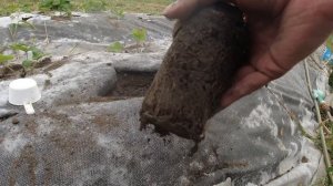 Осенняя посадка клубники под укрывной материал