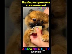 Подборка приколов про животных №95