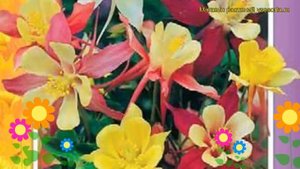 Аквилегия гибридная Мак Кана Джиант. Краткий обзор, описание aquilegia hybrida McKana Giant