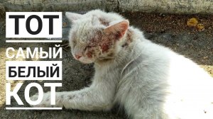 Бросила израненного кота и ушла