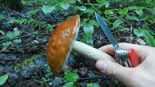 Тихая охота по грибы смотреть онлайн