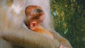 Libby A_,ngry LEO Play with other monkey...