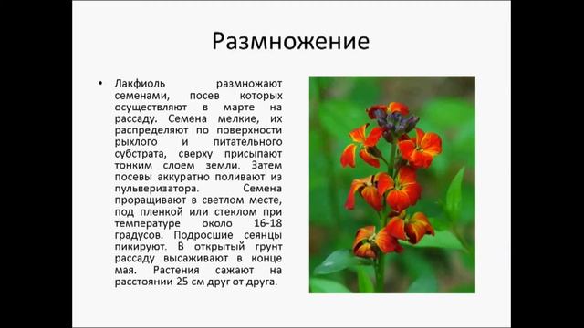 ЛАКФИОЛЬ