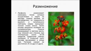 ЛАКФИОЛЬ