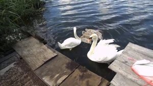 Лебеди. Щигры, Курской обл. Пруд Вырдовский.